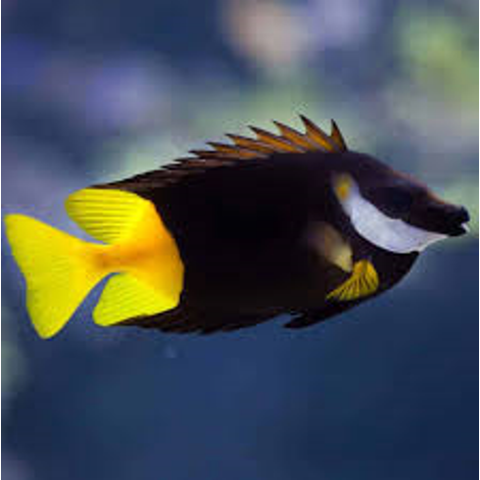 Bicolor Foxface (Siganus uspi)
