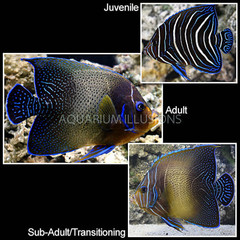Products tagged with koran angelfish changing color