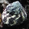Zebra Turbo Snail
