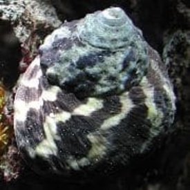  Zebra Turbo Snail