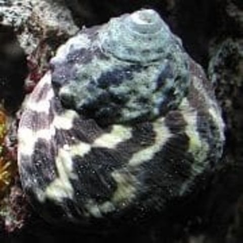 Zebra Turbo Snail