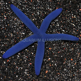  Linckia Starfish blue