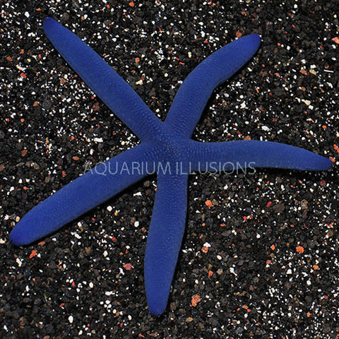 Linckia Starfish(blue)