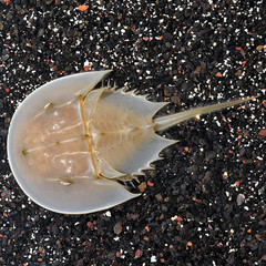 Products tagged with horseshoe crab
