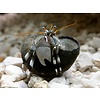 Lg White Claw Zebra Hermit