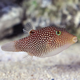  Caribbean Sharpnose Puffer