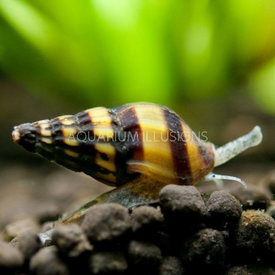  Assassin Snail FW