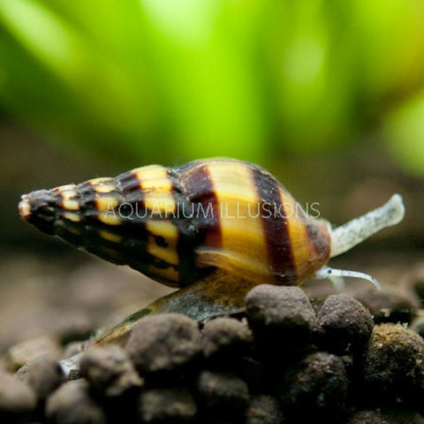 Assassin Snail FW