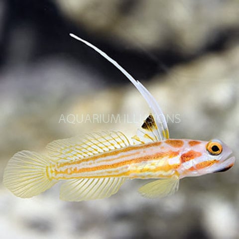Yasha White Ray Shrimp Goby ( Stonogobiops yasha )