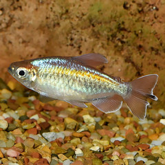 Products tagged with freshwater fish