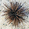 Shortspine Urchin