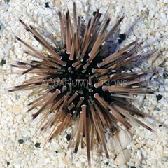 Products tagged with algae eater for satwater aquariums