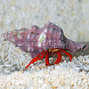 Red Scarlet Hermit Crab