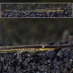 Products tagged with farlowella catfish