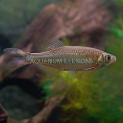 Products tagged with how big do giant danio get