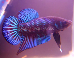 Products tagged with dragon scale betta fish