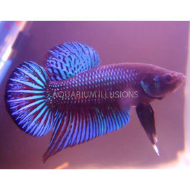 Dragon Scale Betta Fish Aquarium Illusions Inc 17211 107 Ave Nw