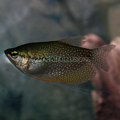 Products tagged with where to buy pearl gourami