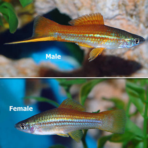 Assorted Swordtail