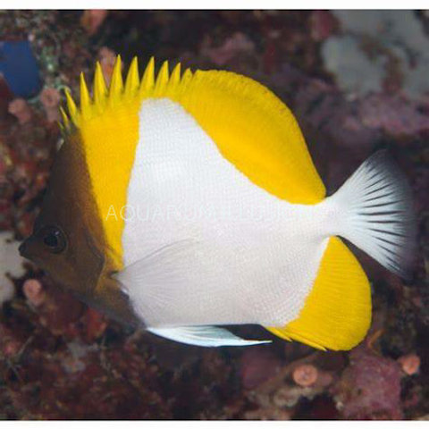 Pyramid Butterflyfish