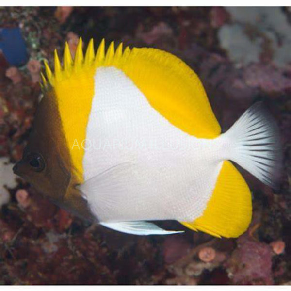  Pyramid Butterflyfish