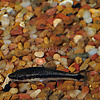 Otocinclus