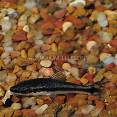 Products tagged with Otocinclus