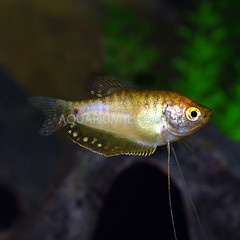 Products tagged with gold gourami fish
