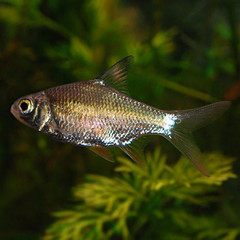 Products tagged with how big do Tinfoil Barb get