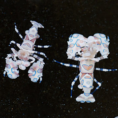 Products tagged with Harlequin Shrimp