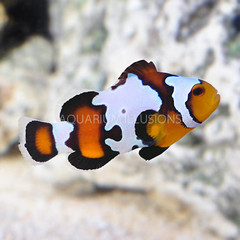 Products tagged with best tank mates for clownfish