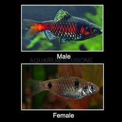 Products tagged with aquarium illusions