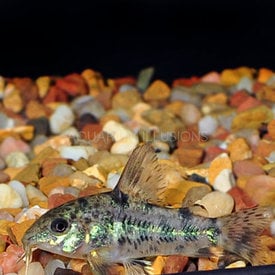  Paleatus Corydorus Catfish