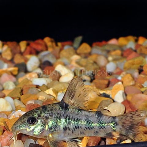 Paleatus Corydorus Catfish