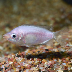 Products tagged with gourami fish