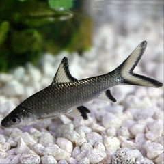 Products tagged with freshwater shark