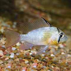 Products tagged with community fish