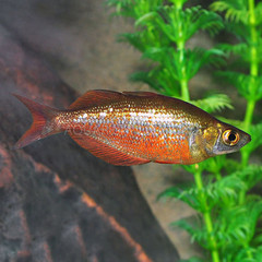 Products tagged with fish that like plants