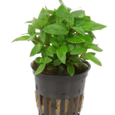 Staurogyne repens potted 2-3"
