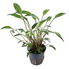 Cryptocoryne x willisii potted 2-3"