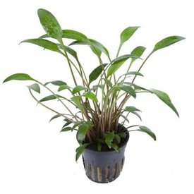  Cryptocoryne x willisii potted 2-3"