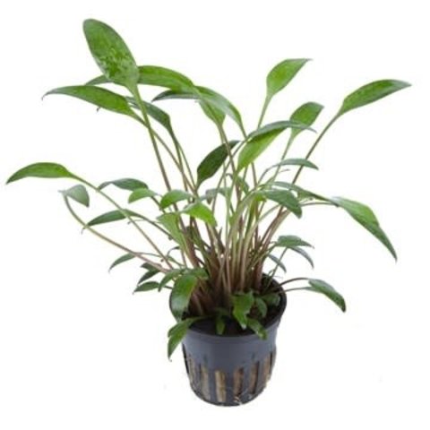 Cryptocoryne x willisii potted 2-3"