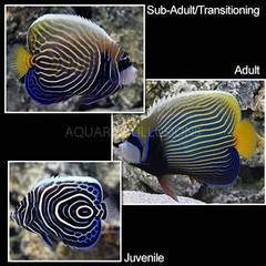 Products tagged with aquarium illusions fish