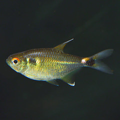 Products tagged with fish for home aquariums