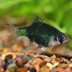 Products tagged with Green Tiger Barb
