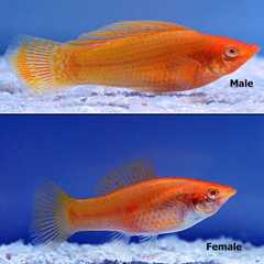 Products tagged with what do Blood Red Sailfin Molly eat