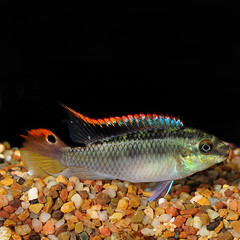 Products tagged with Are Kribensis aggressive?