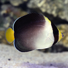 Products tagged with what do angel fish eat