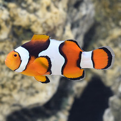 Products tagged with black onyx clownfish