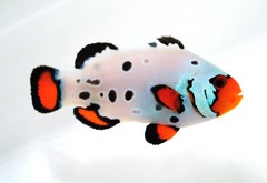 Products tagged with clownfish